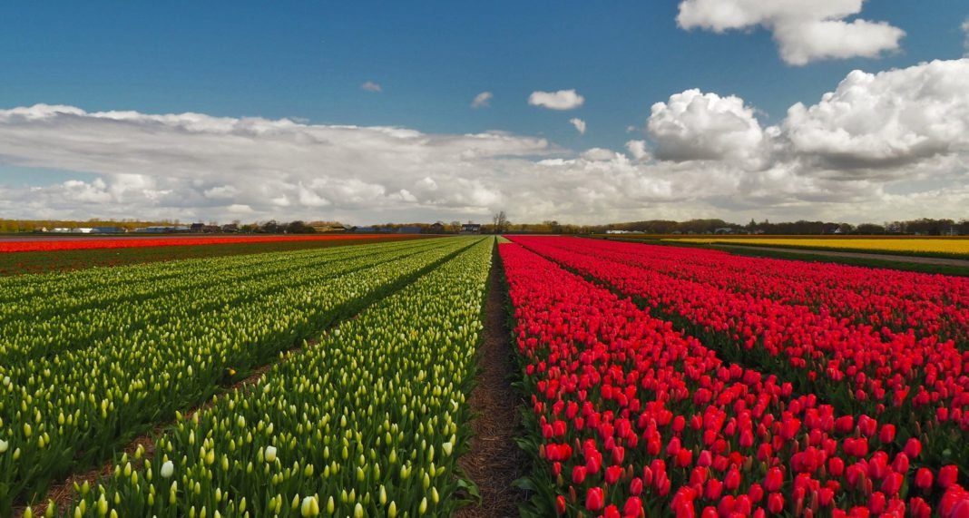 Tulipani in Olanda